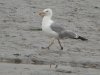 Yellow-legged Gull at Two Tree Island (Steve Arlow) (64724 bytes) Yellow-legged Gull at Two Tree Island (Steve Arlow) (64724 bytes)